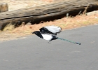 Bird in flight, RMNP